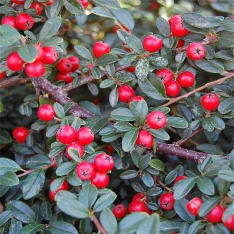 Cotoneaster Shrubs For Sale Buy Cotoneaster Plants Uk Delivery