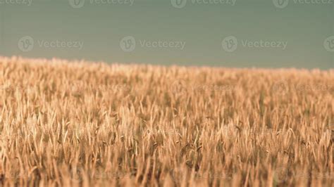 Agricultural wheat field under sunset 17280905 Stock Photo at Vecteezy