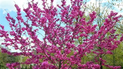 Dwarf Ornamental Trees Zone 5