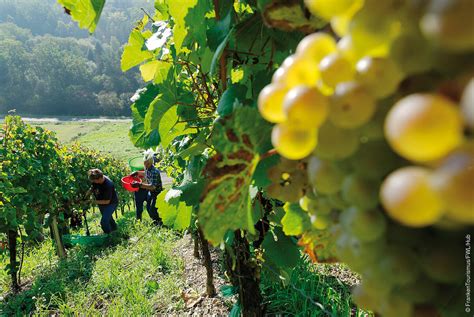 Weinbergsblog Weinlese Franken Wein Schöner Land