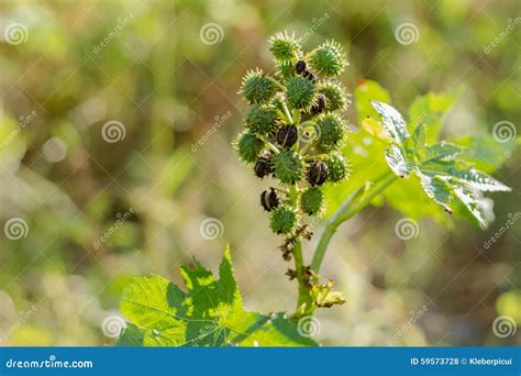 Castor oil plant stock photo. Image of castor, seed, alternative - 59573728