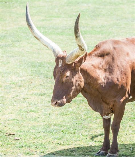 A longhorn bull stock photo. Image of texas, background - 10601110