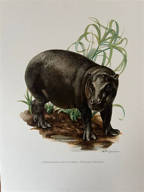 1960 Vintage Pygmy Hippo Animal Print Antique Zoology And Biology