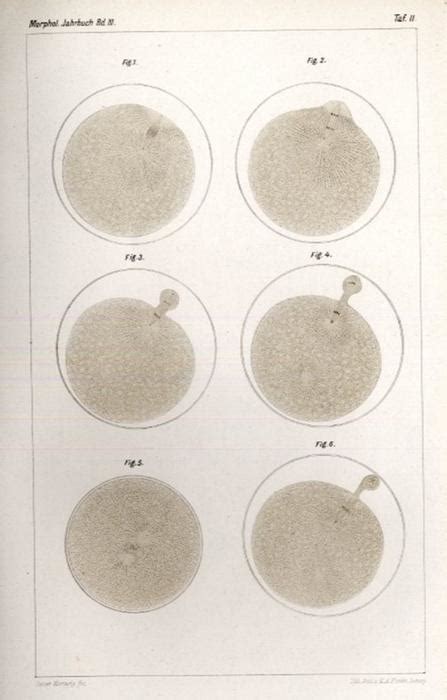 Beitr Ge Zur Kenntniss Der Bildung Befruchtung Und Theilung Des