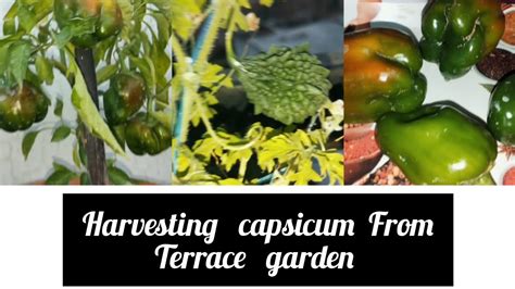 How To Grow Capsicum From Fresh Seeds At Home For Free ~ Growing