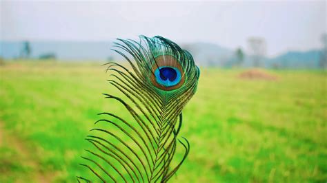 Close-Up Photo of a Peacock Feather · Free Stock Photo