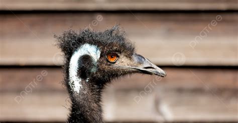 Emu Australia Background Images, HD Pictures and Wallpaper For Free ...