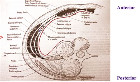 Gross Anatomy Ii Anterior Abdominal Wall Inguinal Canal Flashcards