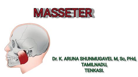 Masseter Origin Insertion Action Nerve Supply Animated