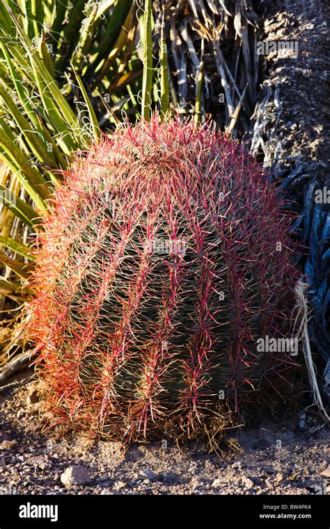 Desert Cactus In The Mojave National Preserve California Stock Photo