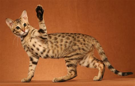 Savannah Cat Care & FAQ :: Urban Safari Cattery