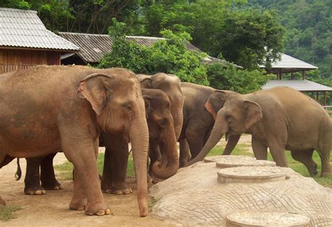 Australia: Elephant Nature Park= Awesome