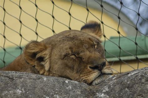 Lion in the zoo stock image. Image of adult, environment - 268137497