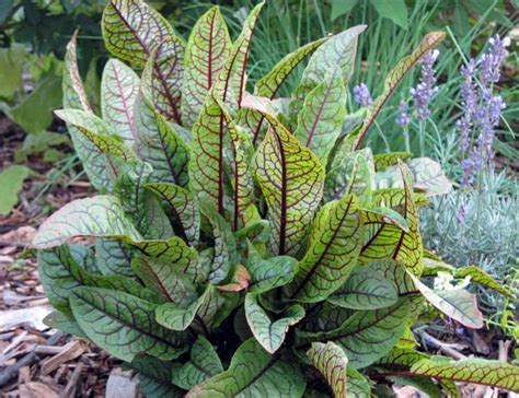 Winter Hardy Pond Marginal Bog Plant Bloody Dock Or Rumex Sanguineus