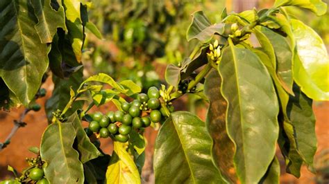 O Regresso Do Café Orgânico De São Tomé E Príncipe