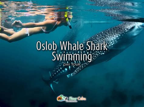 Oslob Whale Shark Swimming Day Tour - iTour Cebu