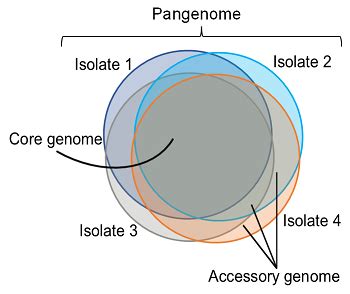 Introduction To Pangenome Graphs Pangenome Graphs