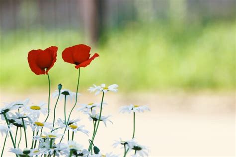 Dos Bonitas Flores Rojas De Amapola Y Flores Silvestres Que Se