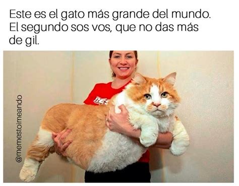 Este es el gato más grande del mundo El segundo sos vos que no das