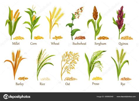 Grasses cereal crops plant, heap grains seeds Stock Vector by ©tory ...