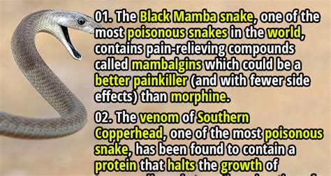 100 Interesting Facts About Snakes - Fact Republic