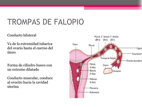 Aparato Reproductor Femenino Ppt