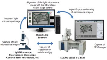 Mirrorclem System For Correlative Light And Electron Microscopy