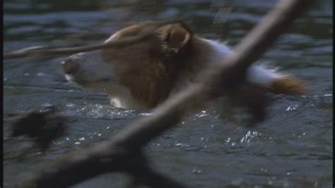 Lassie 1994 90s Films Image 23522699 Fanpop