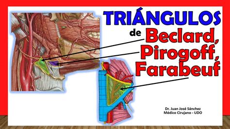 TRIÁNGULOS DE PIROGOFF BECLARD Y FARABEUF Del Cuello Explicación