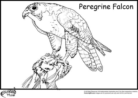 Hawk Coloring Pages Team Colors