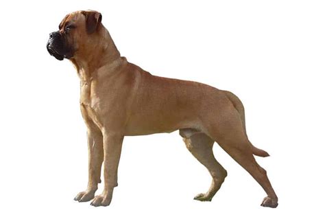 Bullmastiff Character Nutrition Care