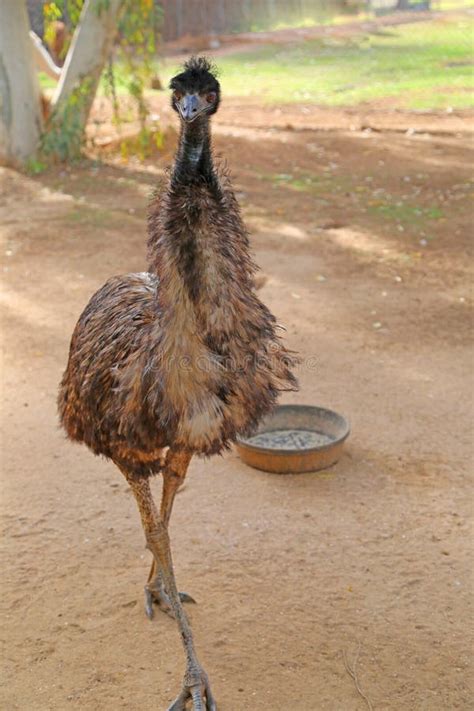 7+ Emu feet Free Stock Photos - StockFreeImages