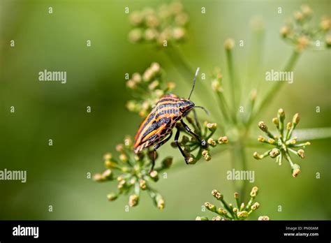 Italian Striped Shield Bug Stock Photo Alamy