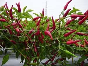 Hot Pepper CHIVALRY Known You Seed America