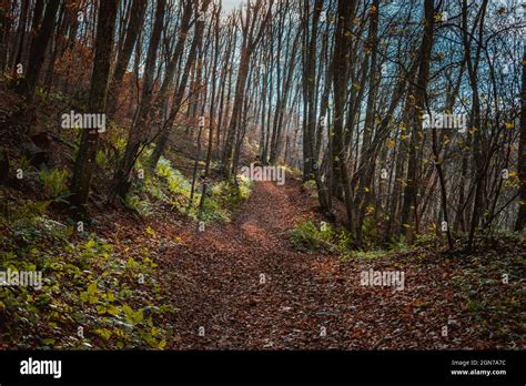 National Park Fruska Gora In Serbia Autumn Stock Photo Alamy