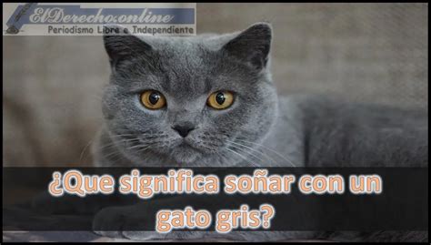 Descubre el significado detrás de soñar con un gato gris