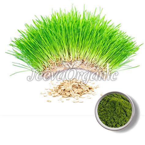 Bulk Oat Grass Powder Supplier | Bulk Oats Powder Supplier | Oats