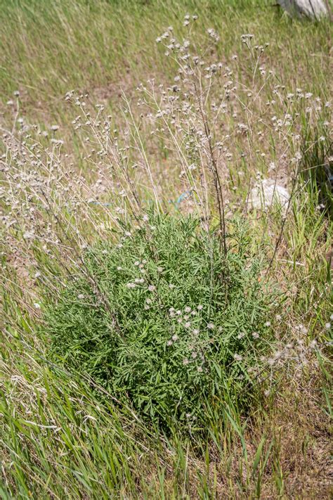 Spotted Knapweed The Idaho Weed Awareness Campaign