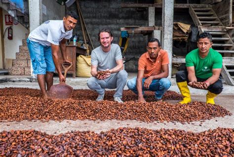 El Cacao Ecuatoriano Una Historia De Resiliencia Y Desarrollo Social Ekosnegocios