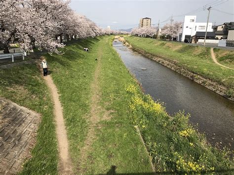 豊川佐奈川堤の満開の桜・桜並木と散策コース 愛知県三河地方の名所スポット観光案内