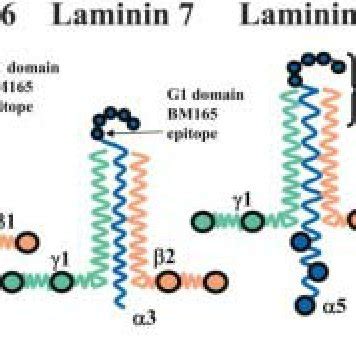 Particle Distribution Shows The Majority Of Laminin Labeling Is