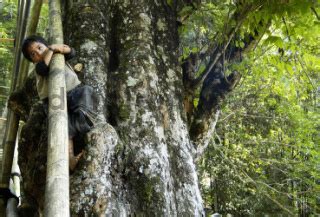 Anak Suku Baduy Di Banten Datatempo