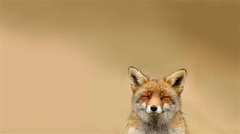 Fox Wallpapers Free - Wallpaper Cave