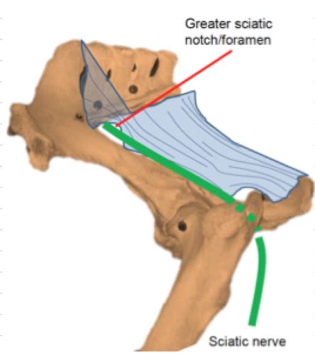 Equine Hindlimb Flashcards Quizlet