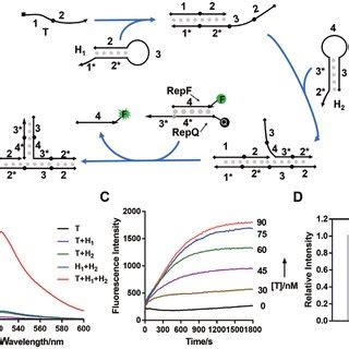 Characterization of the two-hairpin intermediate joint by fluorescence ... 