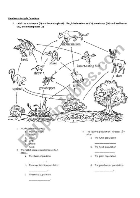 Food Chains And Webs Worksheet