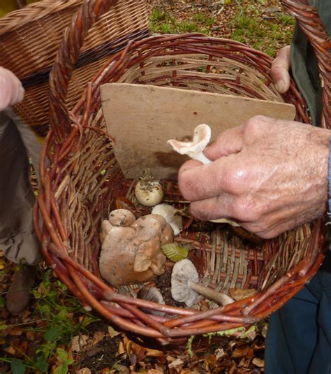 Aller Cueillir Des Champignons