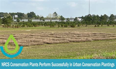 Nrcs Conservation Plants Perform Successfully In Urban Conservation