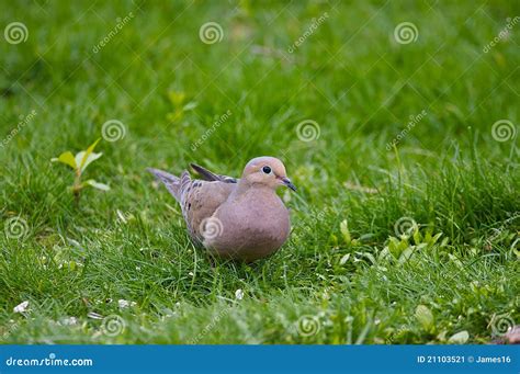 Mourning dove stock image. Image of ground, grey, grassy - 21103521