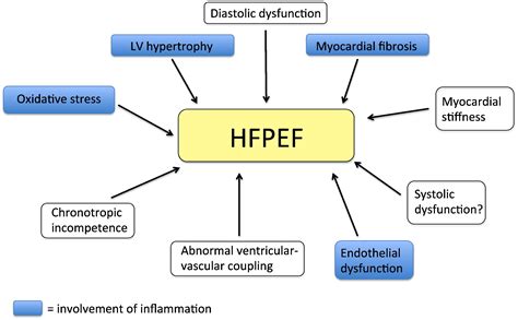 Inflammation In Hfpef Key Or Circumstantial International Journal